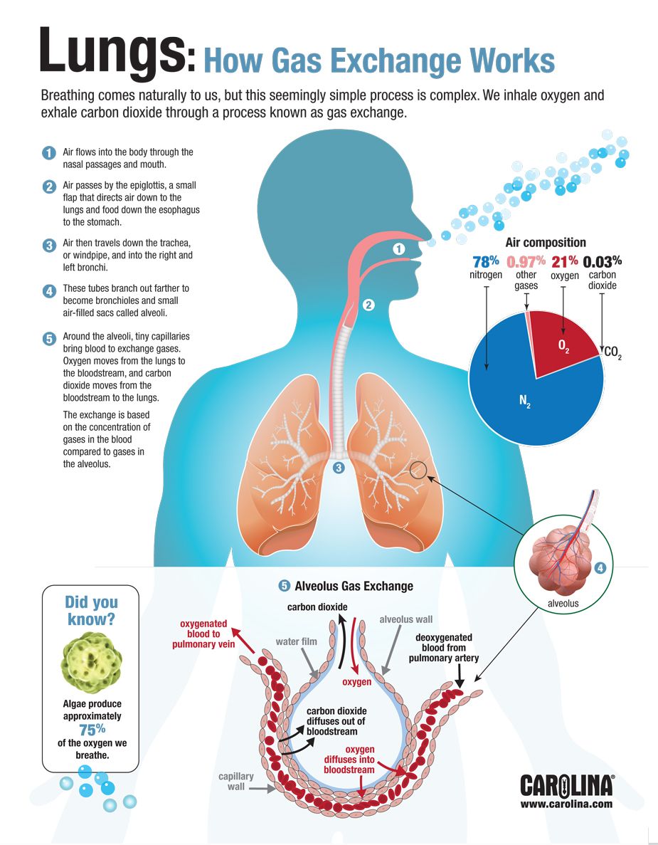oxygen and carbon dioxide are exchanged oxygen and carbon dioxide are exchanged