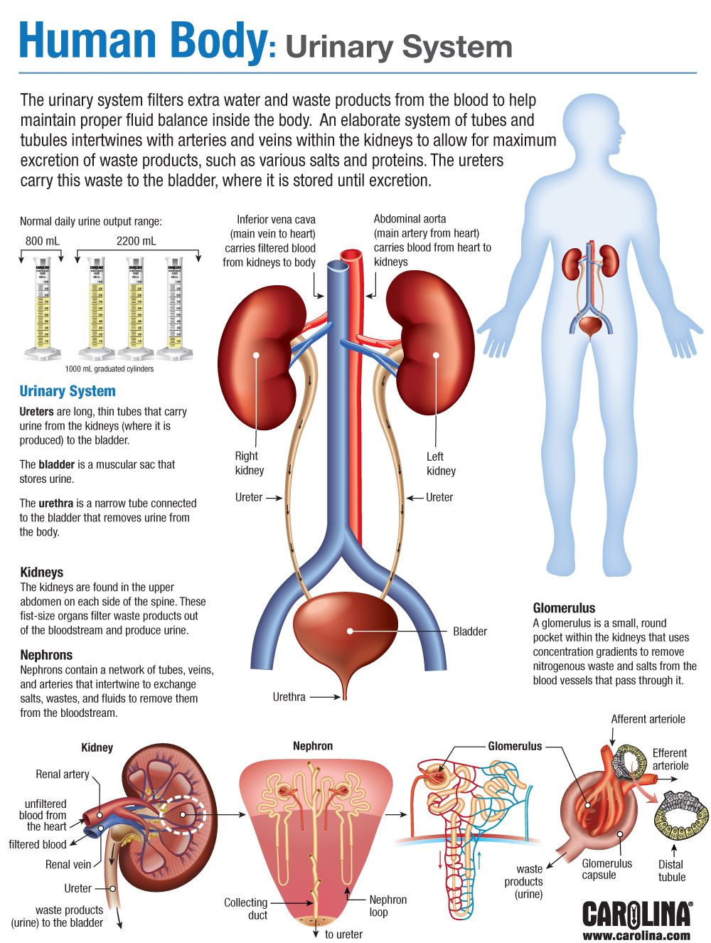 Infographic - Human Body: Urinary System