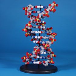 RNA 
Interface: Turning Genes Off at Will, Part 1