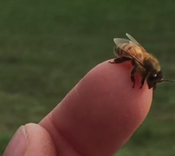 honey bee