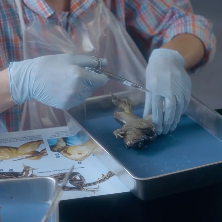 Next Generation Dissections