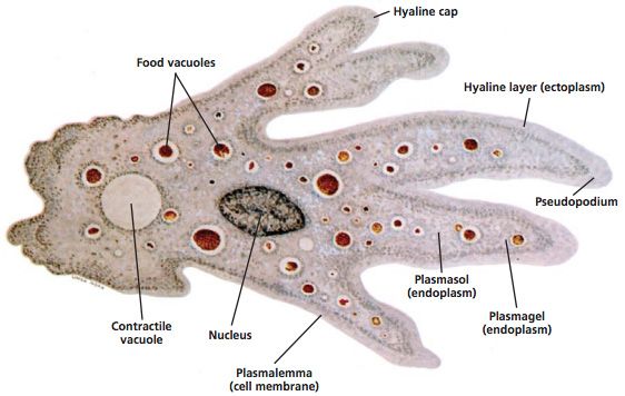 protista amoeba