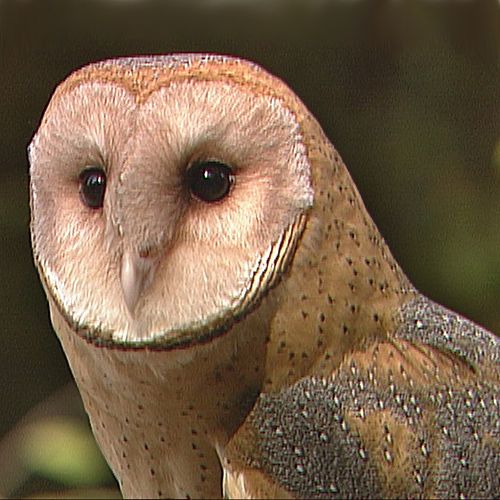 owl 2 owl text messaging program owl 2 owl text messaging program