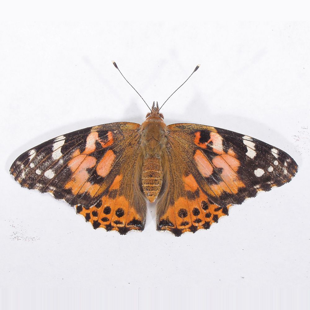 Butterfly Activities: Butterfly Symmetry | Carolina.com