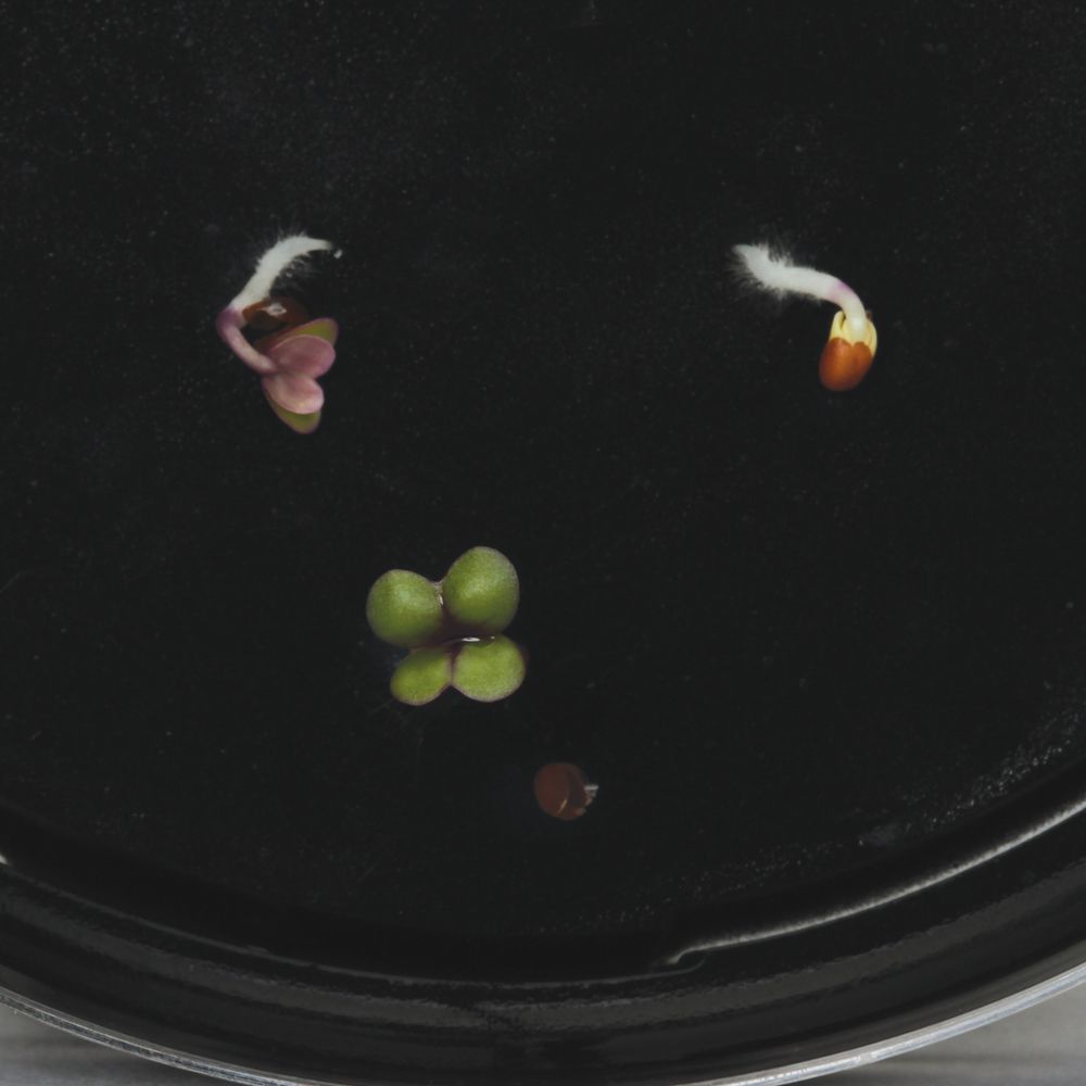 Observe the germination of seeds