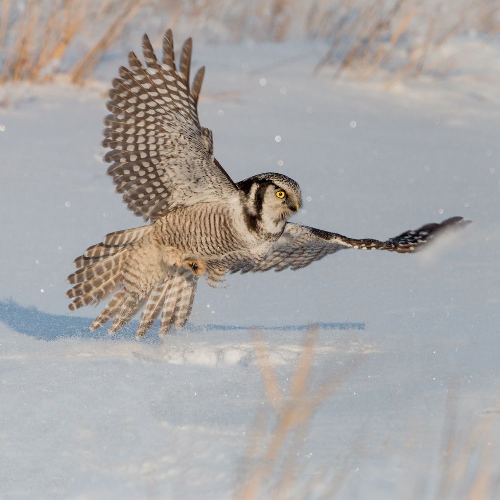 Characteristics And Behavior Of Owls Carolina Com