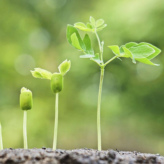 Materials Plants Need to Grow