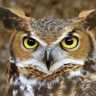 owls are hunters
