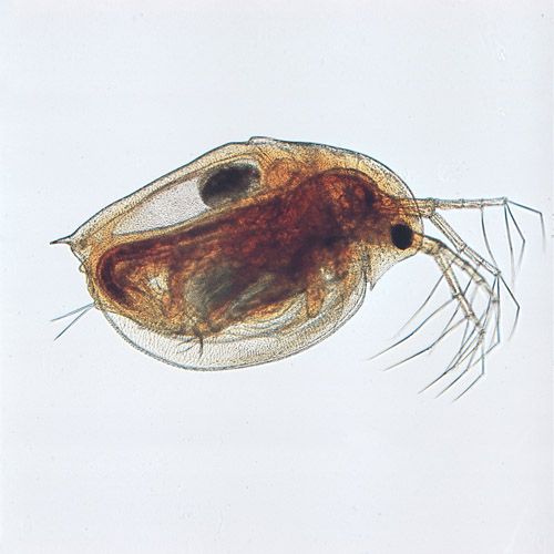 Daphnai