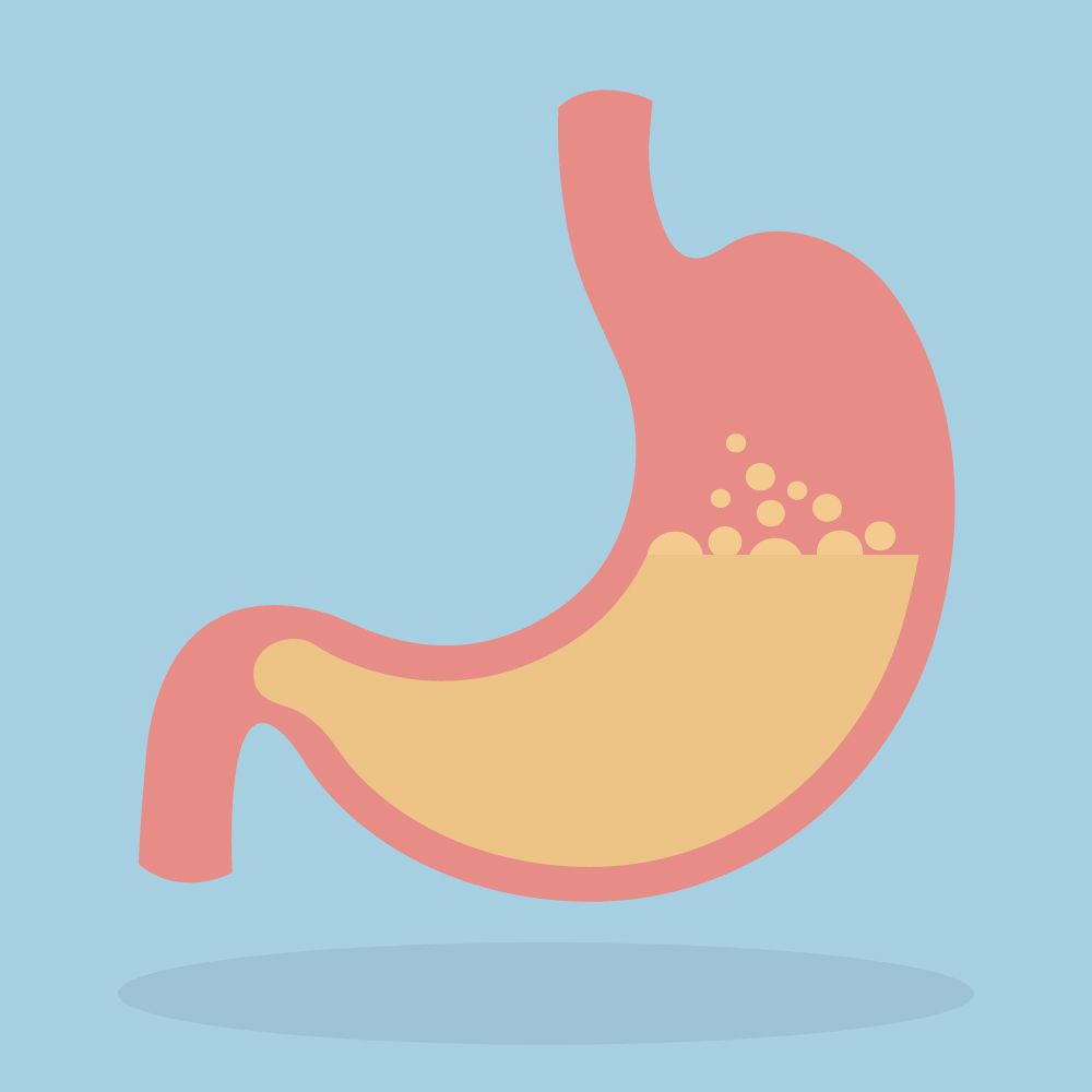 Digestion Activity Pathway and Enzymes Carolina Biological Supply