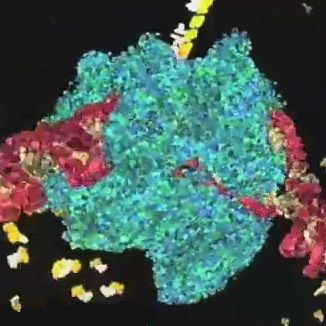 DNA Transcription (DNALC Video) | Carolina Biological Supply