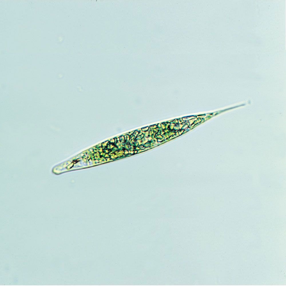 Introduction To Protista Euglena Carolina Biological Supply