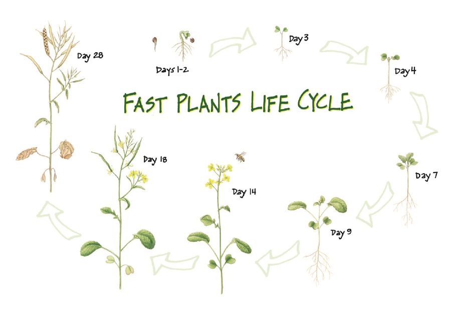 let-wisconsin-fast-plants-grow-on-you-carolina-biological-supply