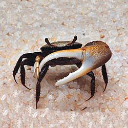 Frozen fiddler crabs Clearance