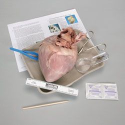 Mammal Heart Dissection Guide Carolina Com