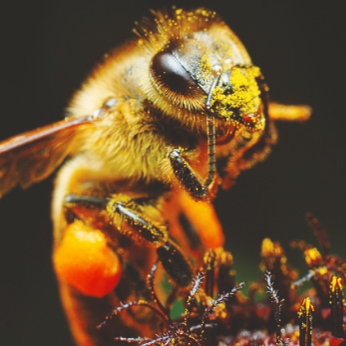 What are the methods by which honey bees reproduce?