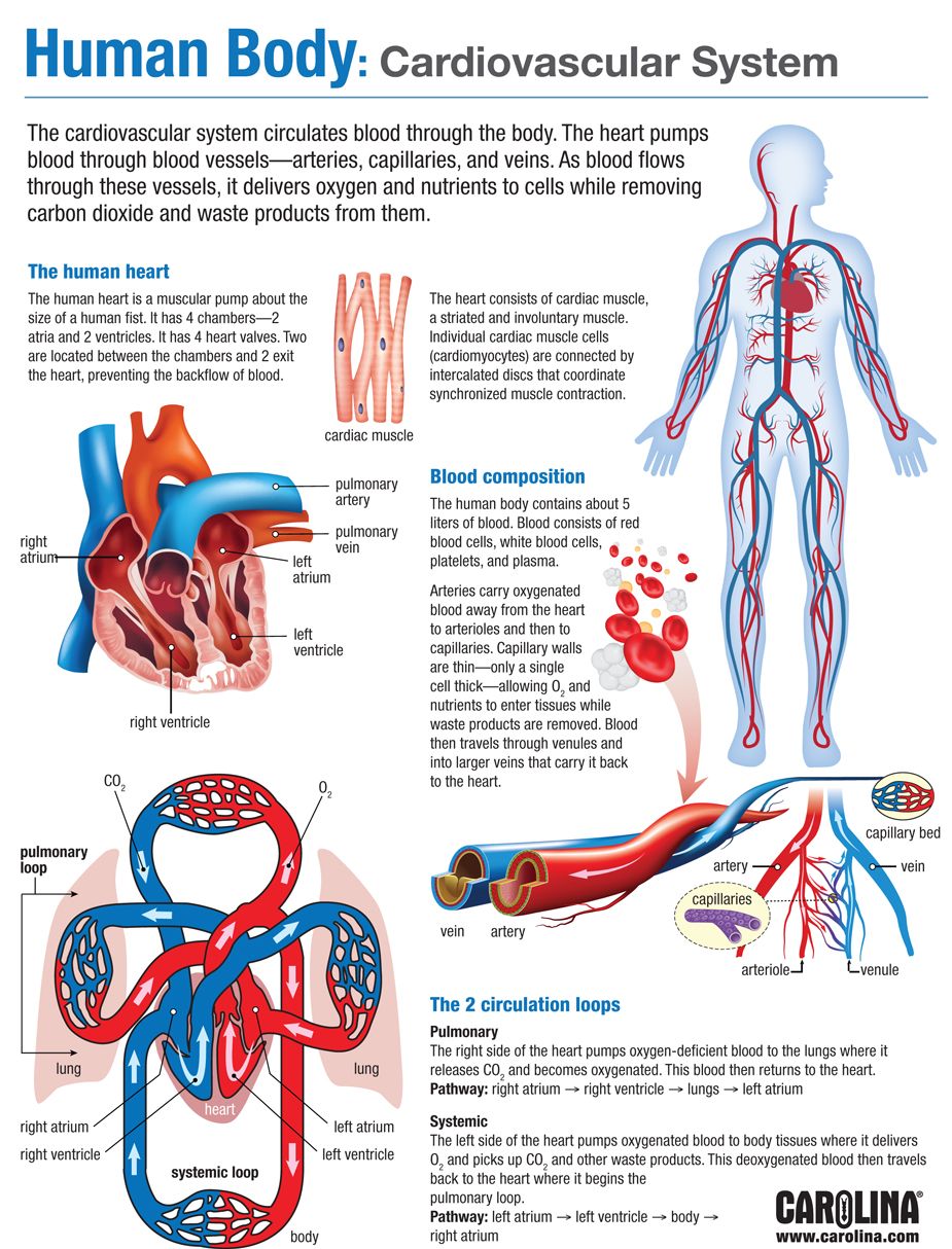 Infographic - Exploring Monocots and Dicots