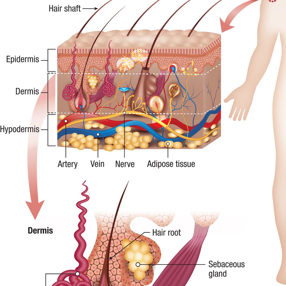 Human Body Integumentary System Carolina Biological Supply