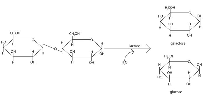 diagram of lactose and lactase reaction diagram and description of lactose lactase reaction diagram of lactose and lactase reaction diagram and description of lactose lactase reaction