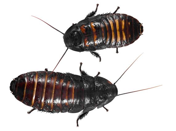 http://animals.nationalgeographic.com/animals/bugs/madagascar-hissing-cockroach/