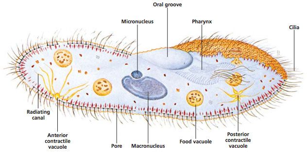 Labeled diagram of paramecium showing cilia, oral groove, vacuoles, macro and micronucleus, and more
