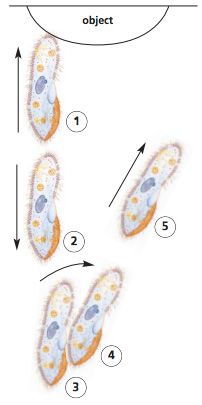 Paramecium moves to avoid an obstacle
