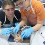 Fetal pig dissection