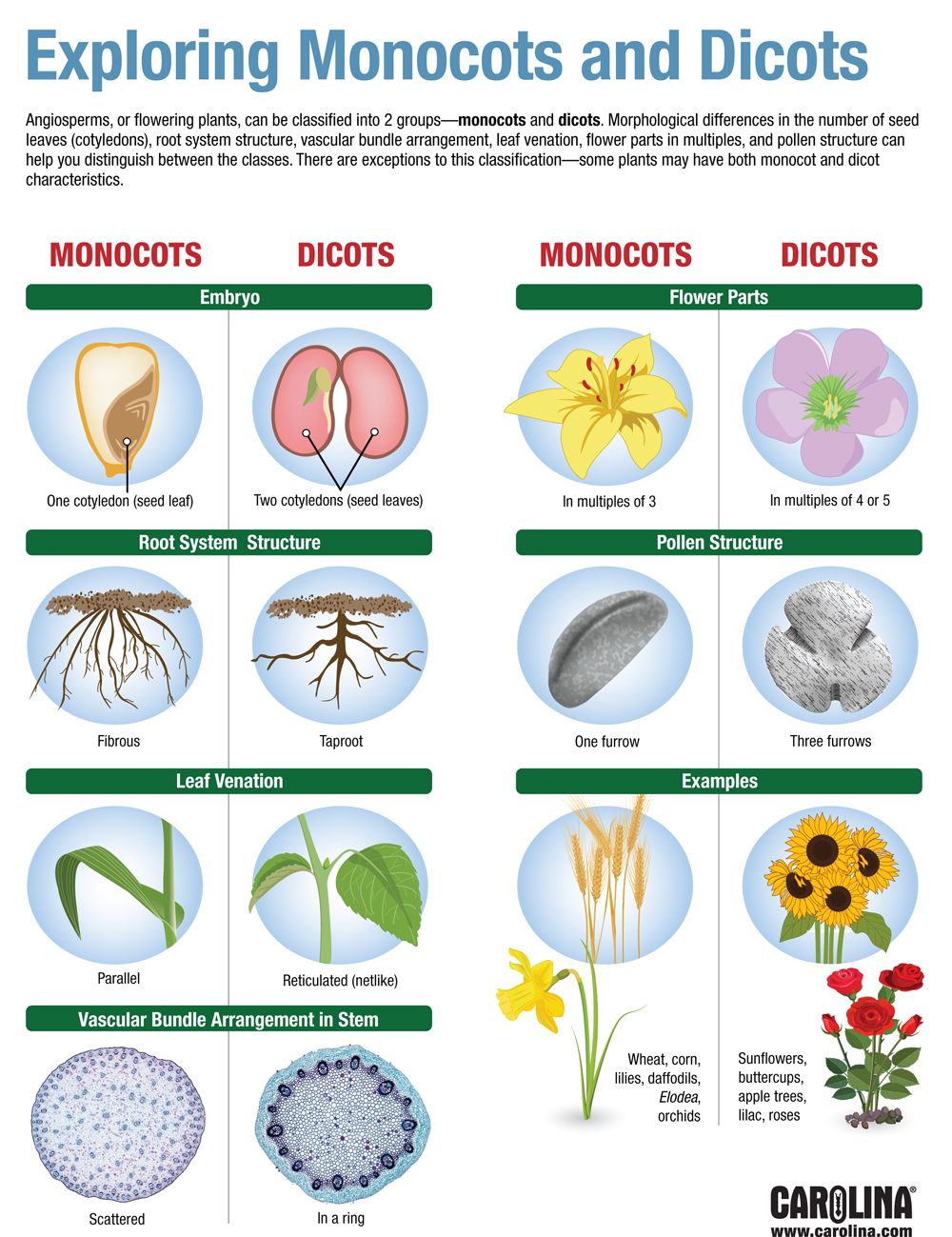 Examples Of Monocots With Names