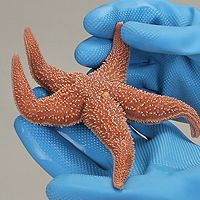 On the Cutting Edge: Starfish Anatomy | Carolina.com