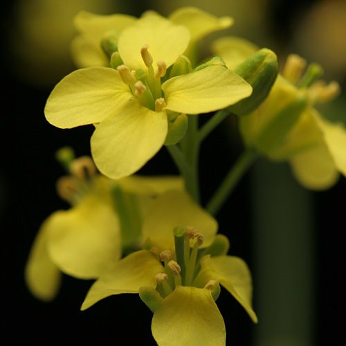 Teach about plant life cycles with Wisconsin Fast Plants
