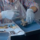 Next Generation Dissections