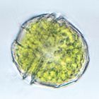 Demonstrating Algal Phototaxis in Your Classroom