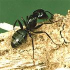 Care Guide: Ants