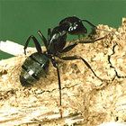 Carpenter Ants Care Handling Instructions