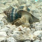 Living Organism Care Guide Aquatic Freshwater Snails