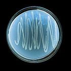 Care Guide: Bacteria