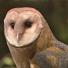 Characteristics and Behavior of Owls