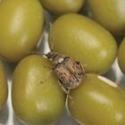 Care Guide: Bean Beetles