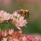Bee-ing an Engineer with Wisconsin Fast Plants&reg;