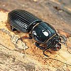 Care Guide: Bessbugs
