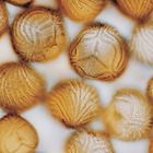 Introduction to C-FERN&reg;