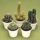 Cacti and Succulents Care Sheet