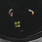 See(d) the Difference: Seed Germination with the Discovery Lens Kit