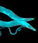 Care Guide: Caenorhabditis elegans