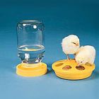 Chicks!