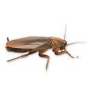 Cockroaches Care Sheet