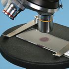 How to Use a Student Compound Microscope