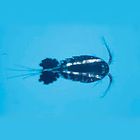 Marine Copepods Care Sheet