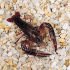 Aquatic Crustaceans Care Sheet