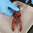Anatomy of the Crayfish